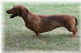 Lykkebjerg´s Bibi er ikke i blandt os længere. En bil blev hendes skæbne. Hun led ikke, men var død på stedet.
Vi har mistet en god ven - en smuk og dygtig gravhund. Må hun leve videre gennem sit smukke afkom.