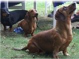 Sandra er ikke længere iblandt os. Til det sidste var hun den ubestridte leder af hundene i Kennel Lykkebjerg.